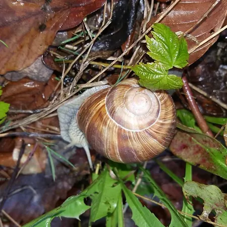 Ferienwohnung Bleicherode Apartamento