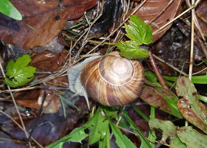 Ferienwohnung Bleicherode アパート